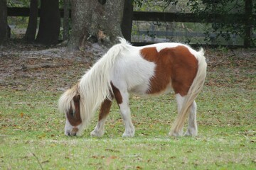 Shetland pony horse eating grass on Florida farm