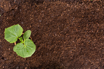 Woman planting young seedlings of lettuce salad in the vegetable garden