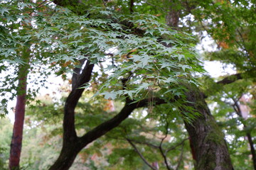 清水公園の紅葉と木、落ち葉