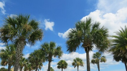 Obraz premium Beautiful palm trees on blue sky background in Florida nature, panoramic view