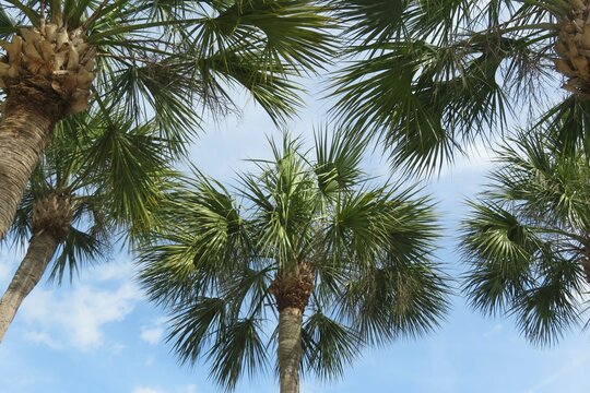 Beautiful palm trees top against blue sky background in Florida nature