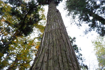 清水公園の紅葉と木、落ち葉
