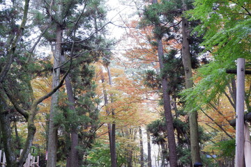 清水公園の紅葉と木、落ち葉