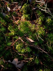 moss in the forest