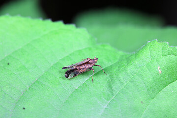 Wax cicada nymphs live on wild plants in North China
