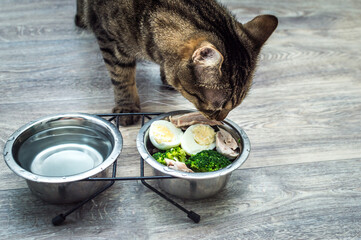 Naklejka premium Cat eats vegetables, egg and chicken on the kitchen floor close up