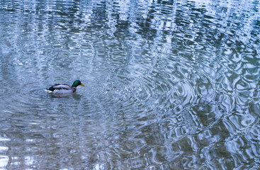 Lago Braies, Dolomites, Unesco World Heritage Site, Italy, Europe
