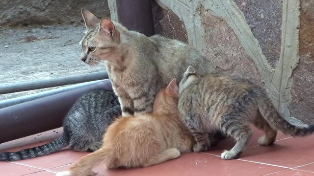 An alley cat in the street with her pups that want to suckle.