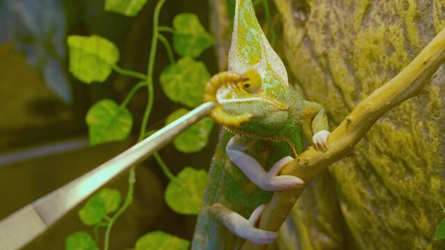 wildlife exotic - trying to feed chameleon close up footage