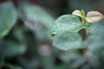 ficus pumila or climbing fig, dew drop on leaf