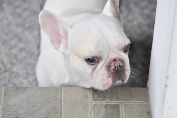 dog, white french bulldog