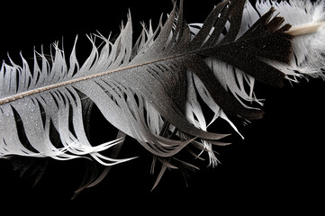 Feathers backlit showing intricate details