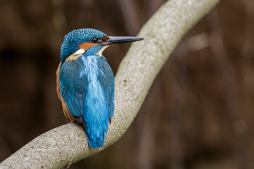 Eisvogel (Alcedo atthis) Männchen