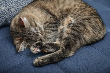 Beautiful domestic cat sleeping