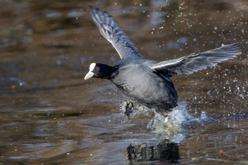 Bl&auml;&szlig;huhn (Fulica atra)
