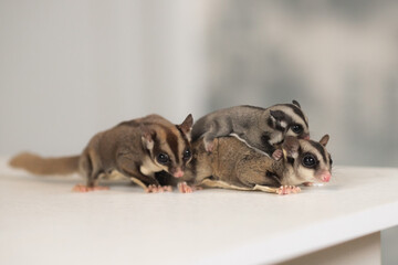 family of flying squirrels sugar possums with a baby on the body of the father next to the mother runs