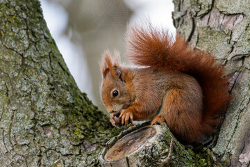 Eichhörnchen (Sciurus vulgaris) © Rolf Müller