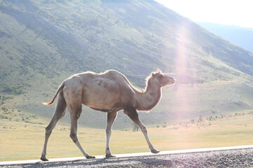 Steppe on a summers day with mountains and walking camel. Light brown camels on the steppe of Mongolia