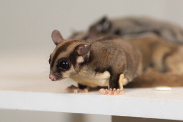 family of flying squirrels sugar possums with a baby on the body of the father next to the mother runs