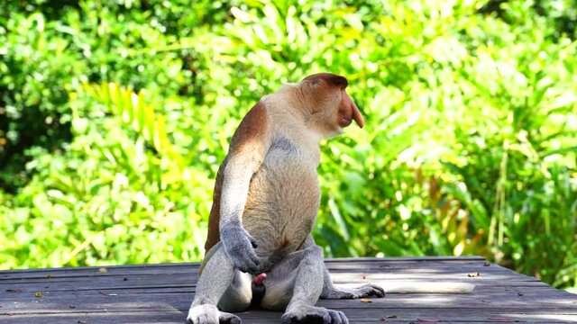 Wild Proboscis monkey or Nasalis larvatus, in the rainforest of island Borneo, Malaysia, close up