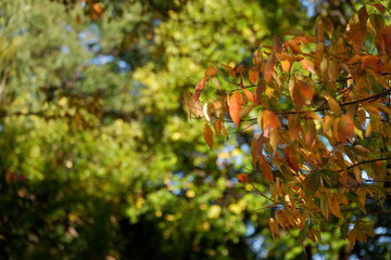 川のある公園の紅葉