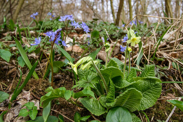 Zweiblättriger Blaustern (Scilla bifolia)