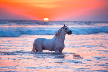 Hermoso caballo en las playas de Barra Vieja Acapulco al atardecer. - obrazy, fototapety, plakaty