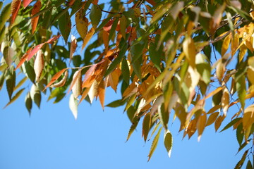 川のある公園の紅葉