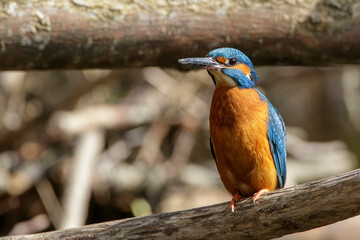 Eisvogel (Alcedo atthis) Männchen
