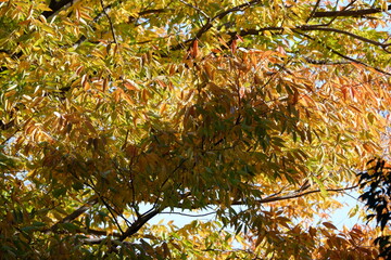 川のある公園の紅葉