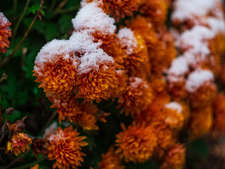 Blooming orange chrysanthemum flowers covered with fresh white snow. Frozen flowers with frost in the garden. Vibrant wintry wallpaper. Happy Holidays greeting card, frosty blooming flowerbed outdoor.