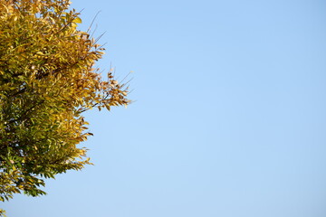 川のある公園の紅葉
