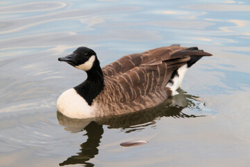 A Canada Goose on the water