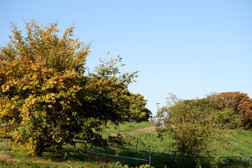 川のある公園の紅葉