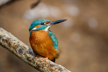 Eisvogel (Alcedo atthis) Männchen