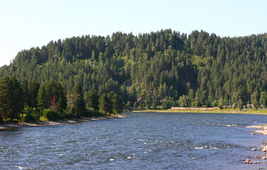 Forest landscape. River near lake Teletskoye in the republic of Altai. 