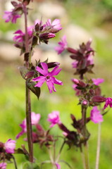Silene dioica blooms on a summer day