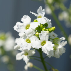 Fototapeta na wymiar Flowering horseradish (lat. Armoracia rusticana) close-up