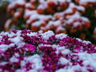 Blooming purple chrysanthemum flowers covered with fresh white snow. Frozen flowers with frost in the garden. Vibrant wintry wallpaper. Happy Holidays greeting card, frosty blooming flowerbed outdoor.