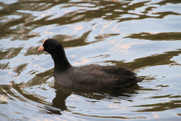 A Coot on the water