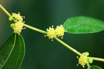 Close up of jujube flowers, North China