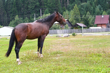 Obraz premium Beautiful brown horse eating grass and hay in meadow and green field in summertime. copy space. Altai, Russia, Teletskoye lake