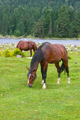 Obraz premium Beautiful brown horse eating grass and hay in meadow and green field in summertime. copy space. Altai, Russia, Teletskoye lake