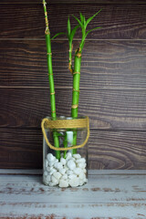 Bamboo trunk, inside a glass jar with white stones. Outline with light and dark wood.