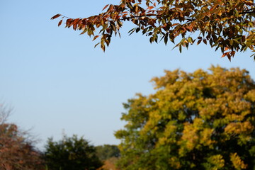 川のある公園の紅葉