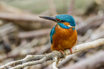 Eisvogel (Alcedo atthis) Männchen