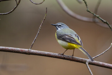 Gebirgsstelze (Motacilla cinerea) Männchen