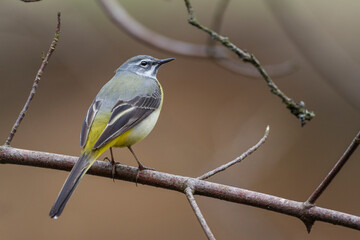 Gebirgsstelze (Motacilla cinerea) Männchen