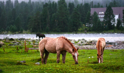 Beautiful brown horses eating grass and hay in meadow and green field in summertime. Banner sizewith copy space.