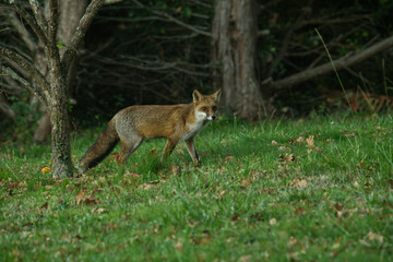 Naklejka na ściany i meble Ce matin, une belle surprise dans le jardin, un renard qui est venu très tôt et a mangé les kakis du plaqueminier qui étaient au sol